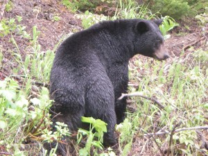 black bear near  north thompson highway