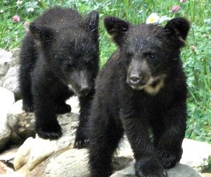 two baby bears at Mountain River Lodge