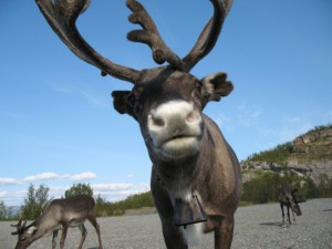 Woodland Caribou