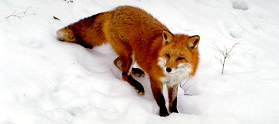 If you are patient, you might see a fox like this one foraging or hunting in the snow.