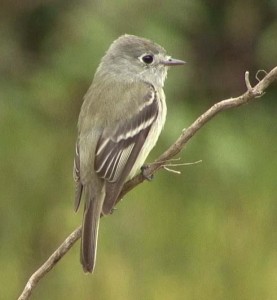 The Hammond Flycatcher