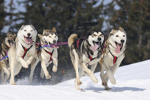 canadian sled dog