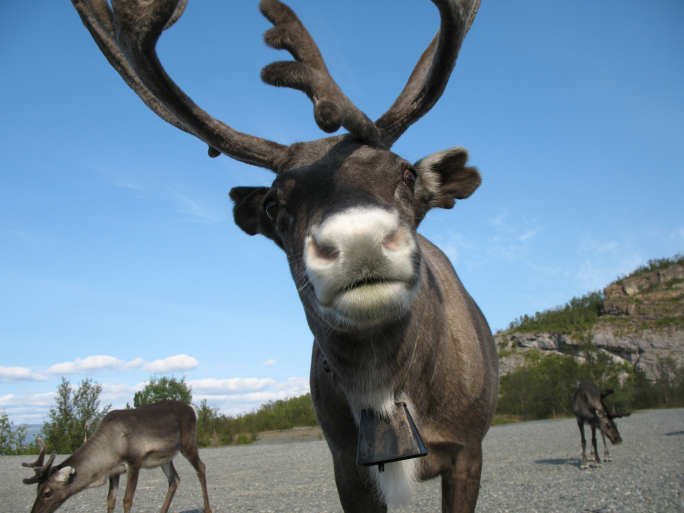 jasper-national-park-woodland-caribou