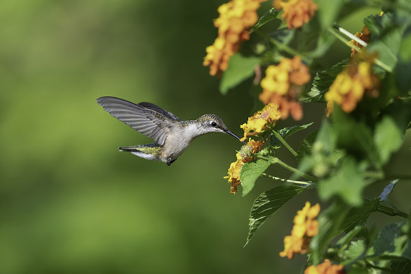 hummingbird