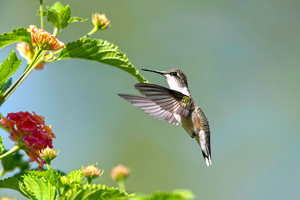 Western Rufous Hummingbird